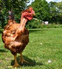 Продам інкубаційне яйце курей Іспанка (червона).