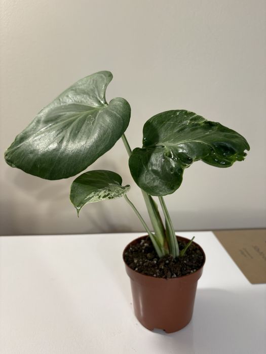 Monstera bulbasaur mutation