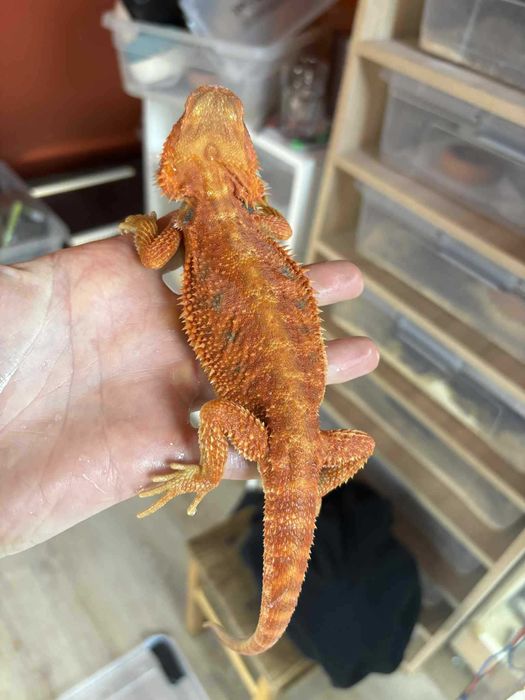 Agama brodata  Gekon Jaszczurka dla początkującego zbożówka