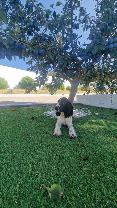 Cocker Spaniel Inglês Azul Ruão macho