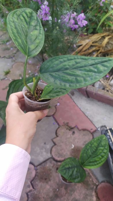 Епіпремнум марбл планет