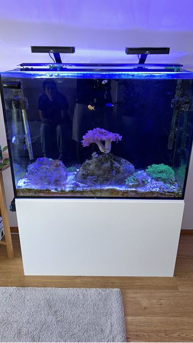 Aquario marinho completo