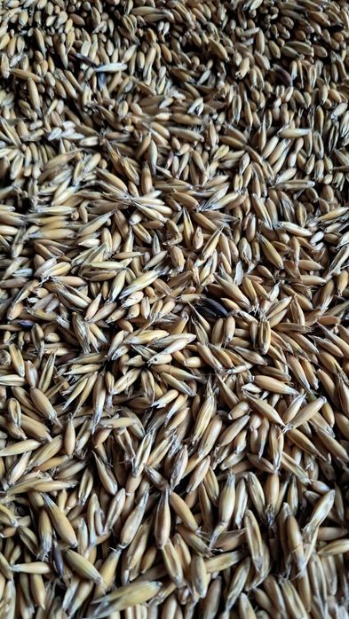 Sprzedam zboże owies |pellet|