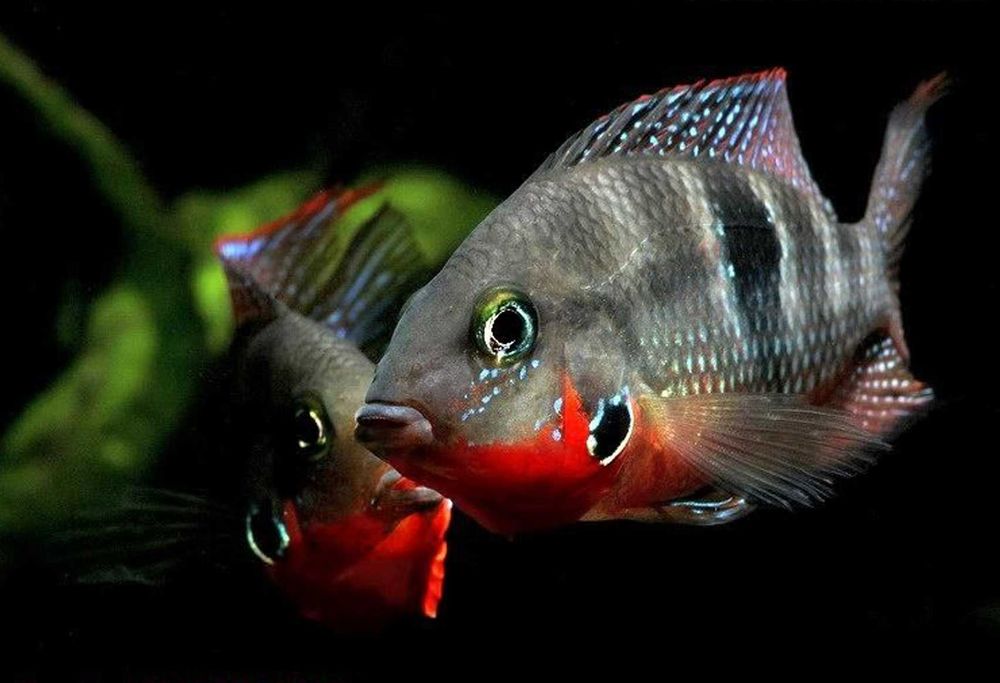 Pielęgnica Meeka - Thorichthys meeki - dowozimy, wysyłamy