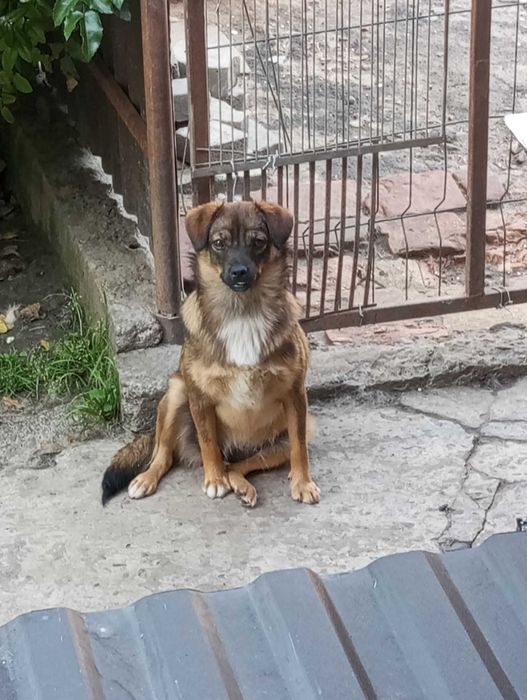 Собака в добрі руки