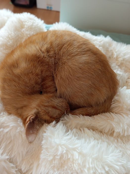 Zagineła moja ruda kotka w poznaniu