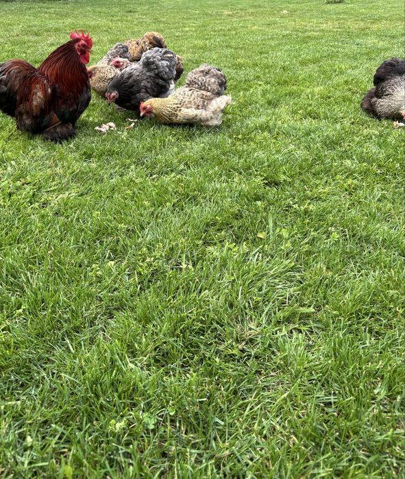 Jajka jaja legowe kur kochin karzełek/ miaturka