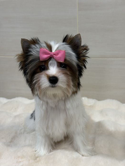 Дуже красива дівчинка бівер з документами КСУ