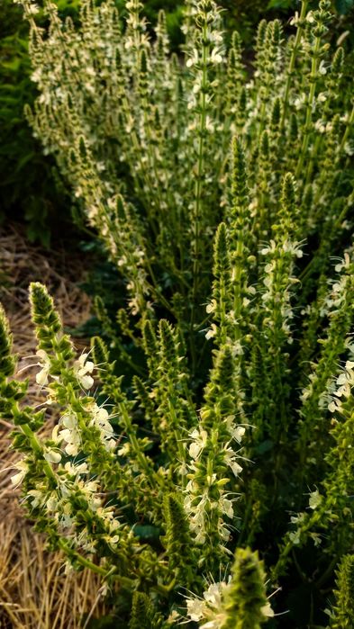 Шалфей австрийский семена, Salvia austriaca, шалфей