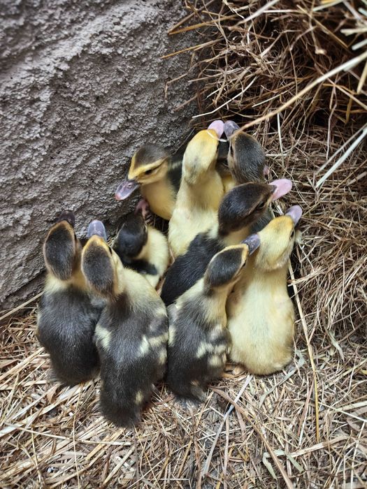 Gansos e patos mudos