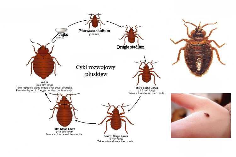 Zwalczanie Pluskiew Zakopane | Dezynsekcja | Odpluskwianie Mieszkań