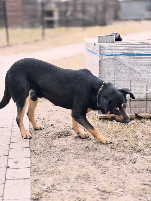 Cezar piękny molosowy pies do adopcji
