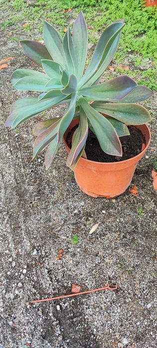 Planta suculenta