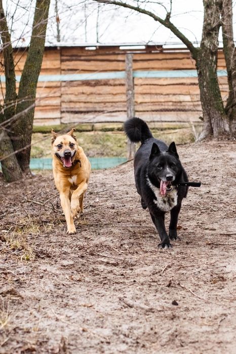 Метис лайки шукає гідний дім