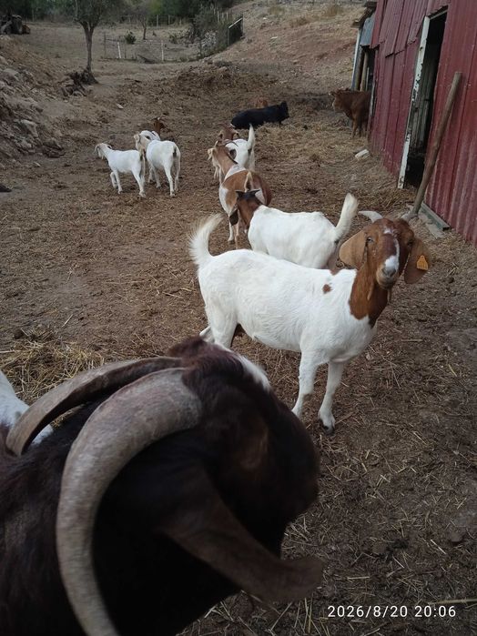 Pequeno rebanho de cabras