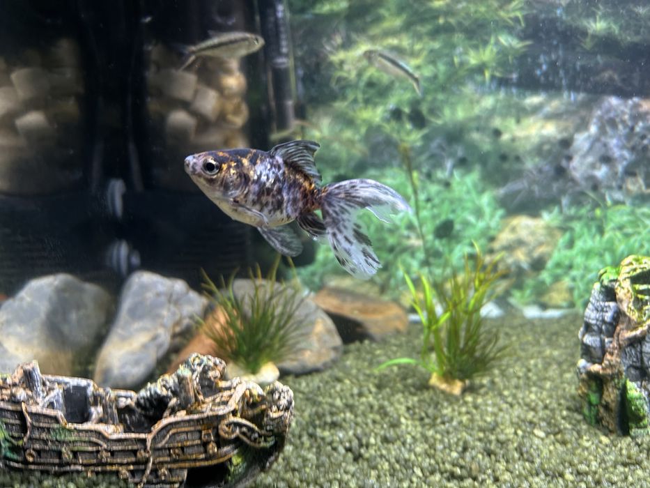 Lote 5 “Goldfish”