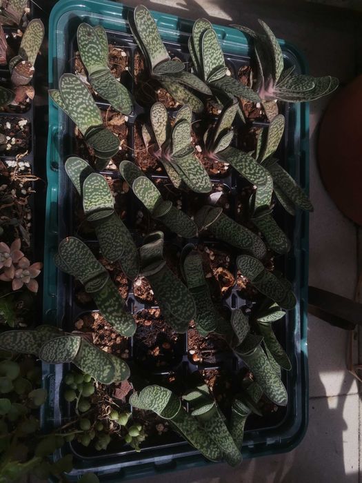 Tabuleiro com suculentas64285798530819121