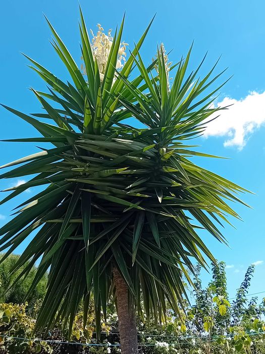 Yucca a'rvore em vaso