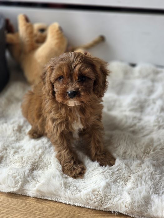 Cavapoo piesek szczeniak