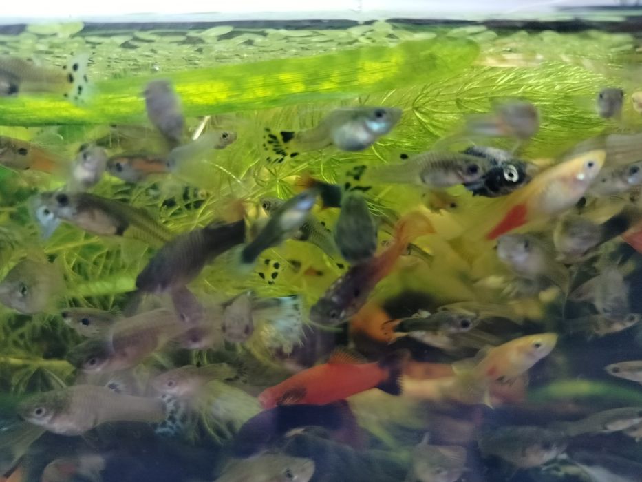 Gupiki mix ładne