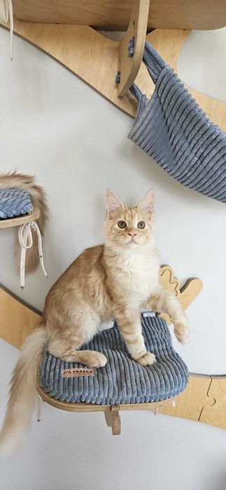 Kocurek  Lemon Maine Coon