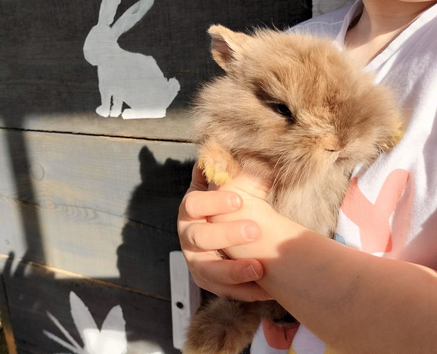 Króliczki miniaturki, króliki, mini, malutkie