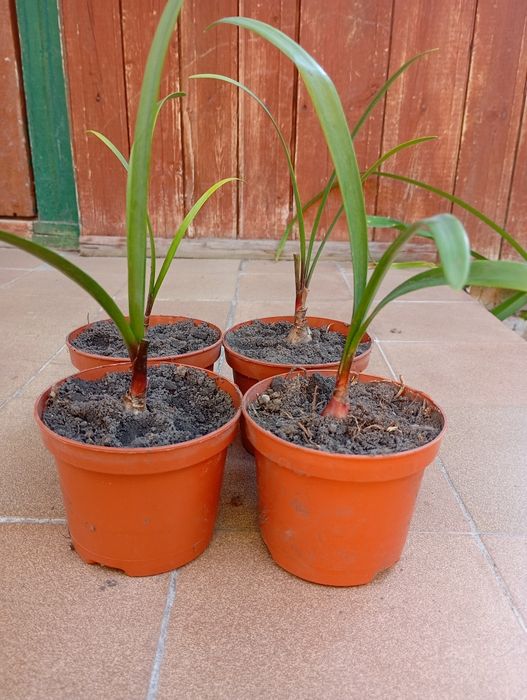 Продам валотту червона