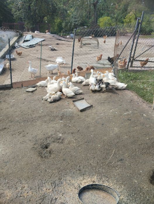 Sprzedam Kaczki tegoroczne