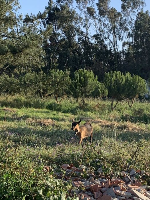 Vende se Cabras Anãs