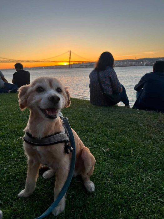 Dog Sitting, Day Care & Dog Walking — Almada, Cacilhas & Lisbon