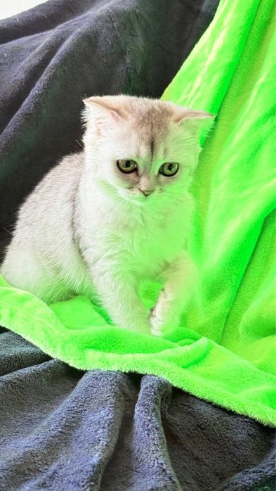 Macho  Scottish fold