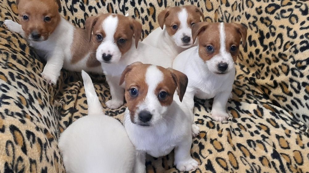 Jack Russell Terrier piesek