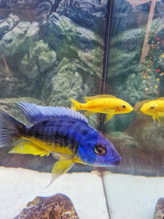 Ciclideos protomela taiwan reef