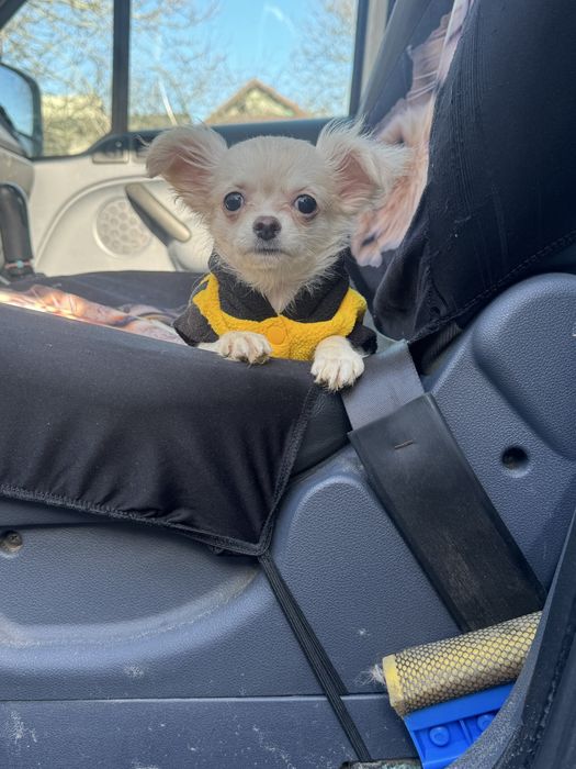 Очаровательный мальчишка чихуахуа