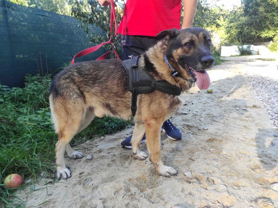 Dostojny pies w typie owczarka szuka domu