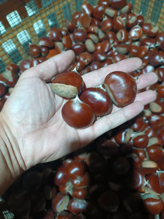 Vende-se Castanhas