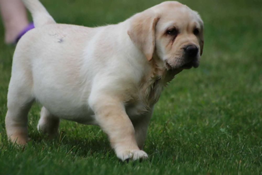 Labrador Retriever - żółty  maluch