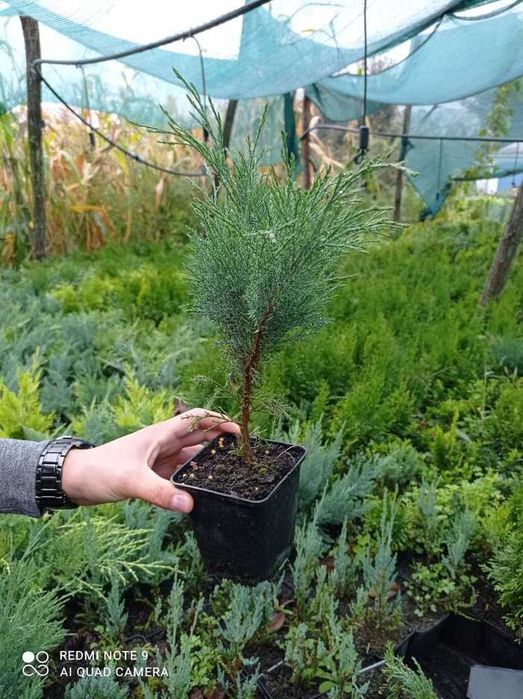 Кипарисовики живці 10см, П9