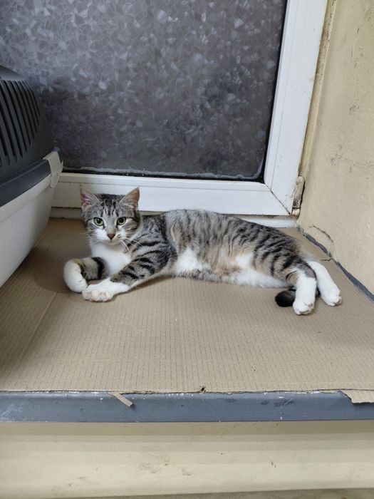 Котики в добрі руки