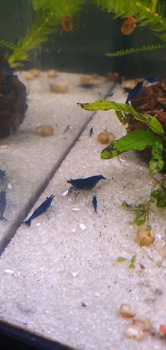 Camarões Neocaridina Blue Dream