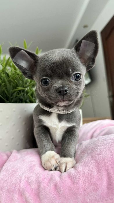 Śliczny Chłopczyk Chihuahua z Rodowodem Niebiesko-biały Mickey