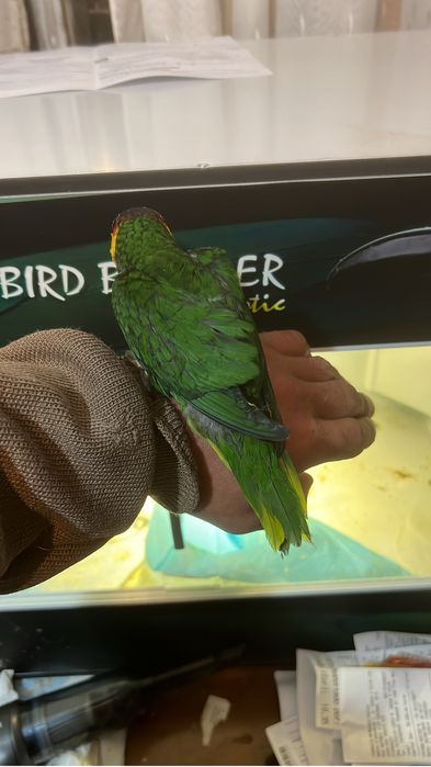 Loris ornatus criado a mão