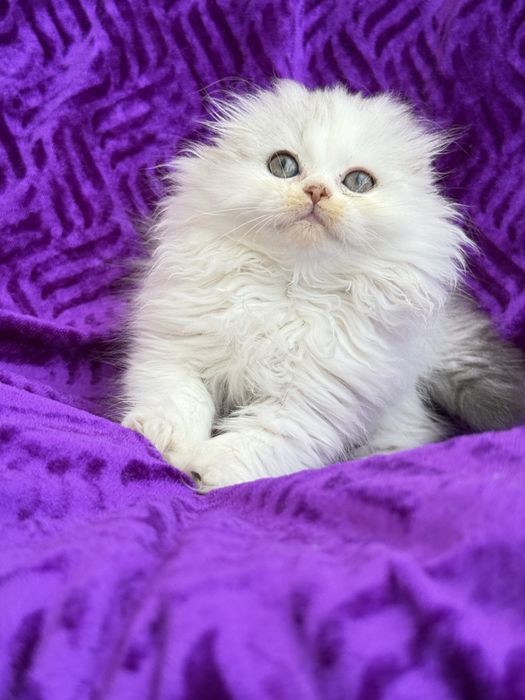 Femea scottish fold