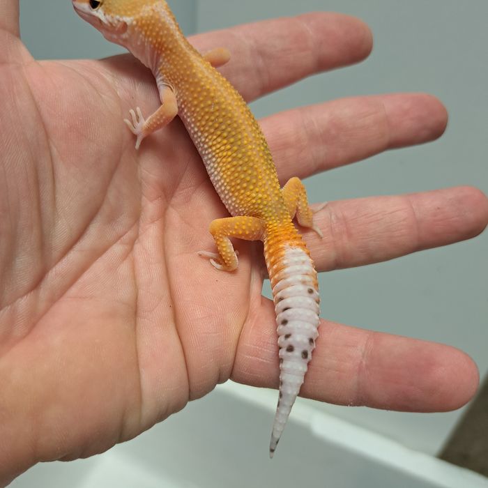 Gekon eublefar lamparci w GRUBY KOCUR Rzeszów