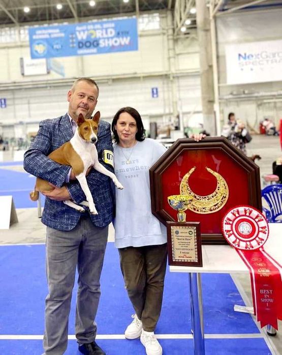 Цуценята  басенджі