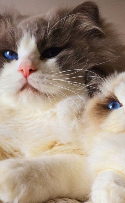 Śliczny kocurek Ragdoll