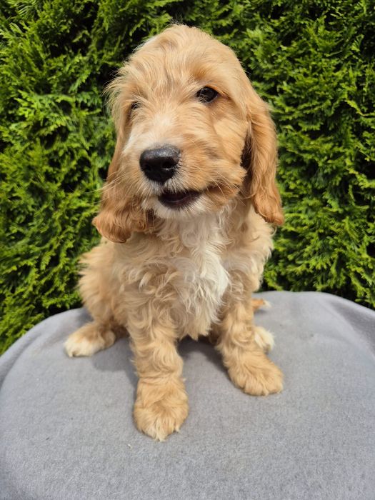 Cockapoo szczeniak piesek