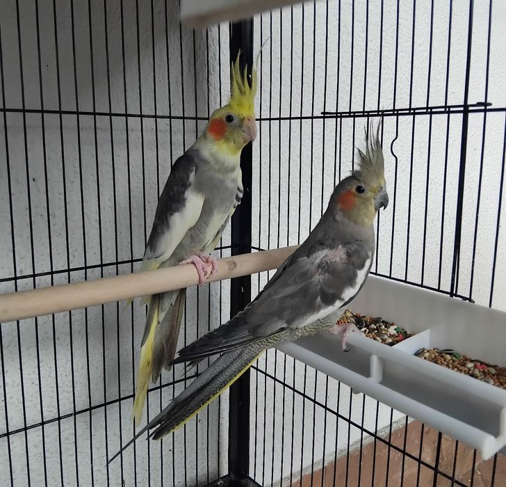 Casal de Caturras