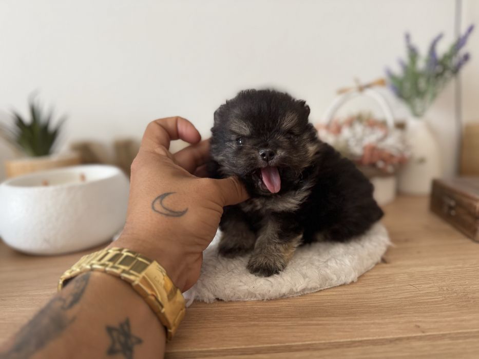 Menino lulu pomerania menino linhagem russa mini