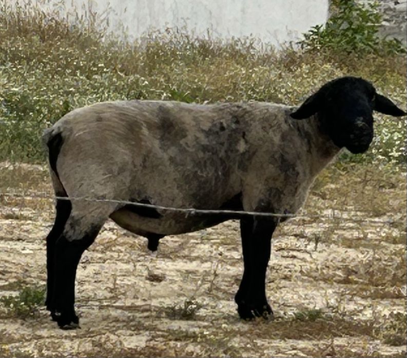 Carneiro sulfok puro